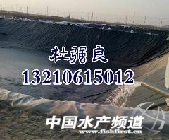298167s.jpg