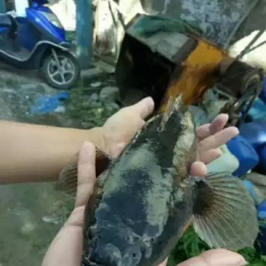 ��ײ�������Bֳ4�겻�������Λr�ǹS���~