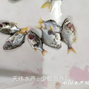 ���B�߃r���K�~�����^�~�硰���T�P��