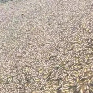 ���Ͳ������u�����~���ѓp�����f����